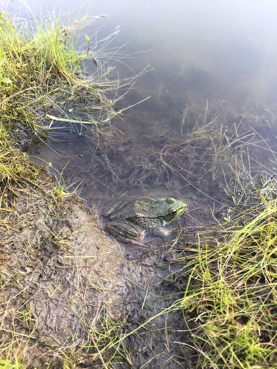 Snapshot of the magical frog in the pond behind the inn in Vermont.